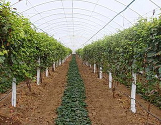 Херсонське господарство планує експортувати виноград до Німеччини